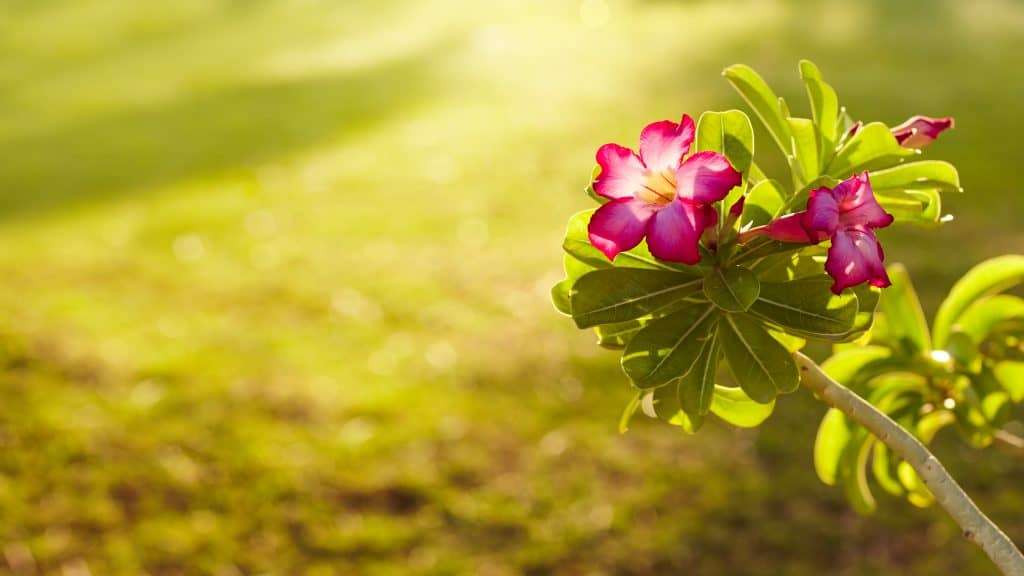 How to Cleanse Rose Quartz: 9 Easy Ways Positive Zen Energy