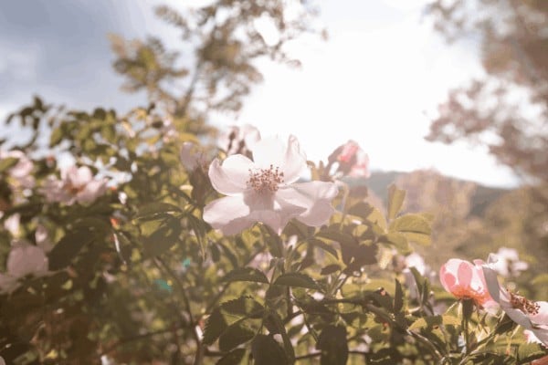 Pink flowers in soft sunlight representing solar charging for crystals