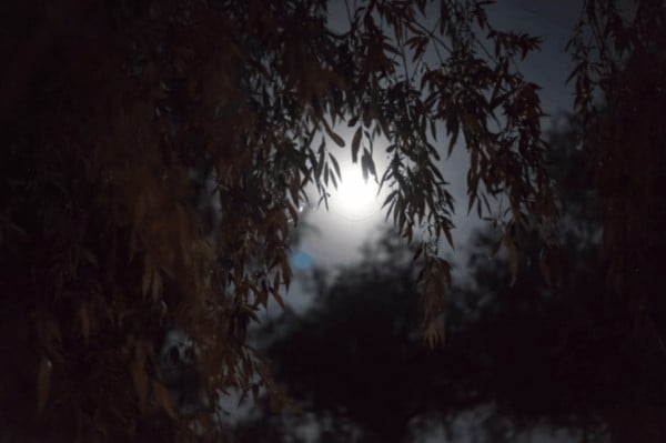 moonlight between trees great cleansing ritual for black tourmaline