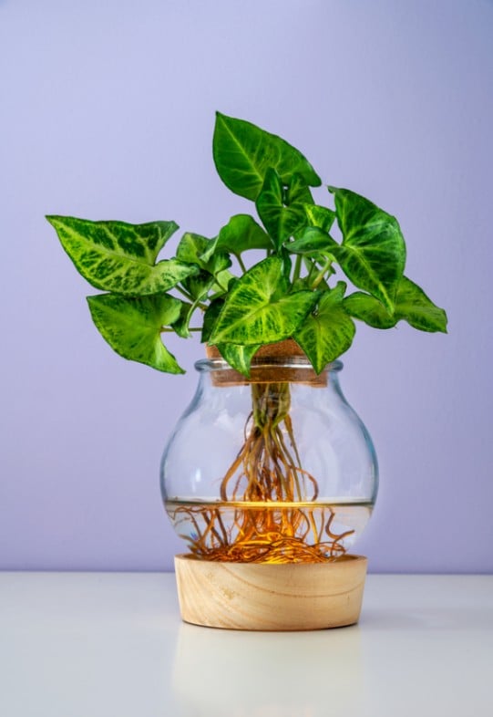 pothos plant in clear jar planter