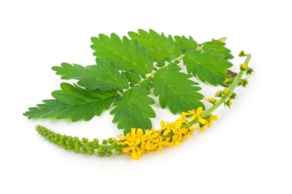 Agrimony plant