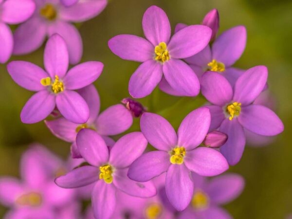 Centaury flower