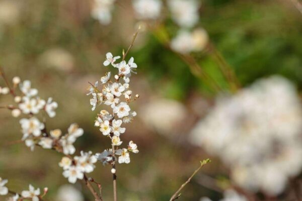 Cherry Plum flower