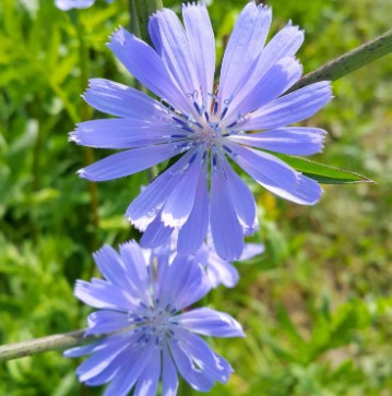 Chicory flower plant