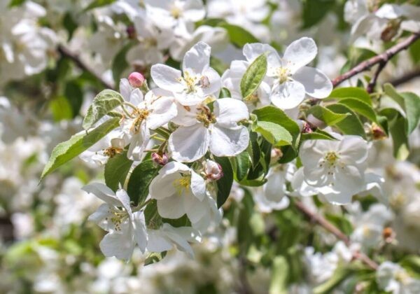 Crab Apple plant