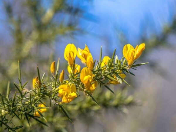 Gorse flowering plant