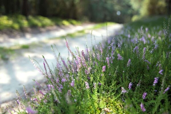 Heather bach flowers on side of road