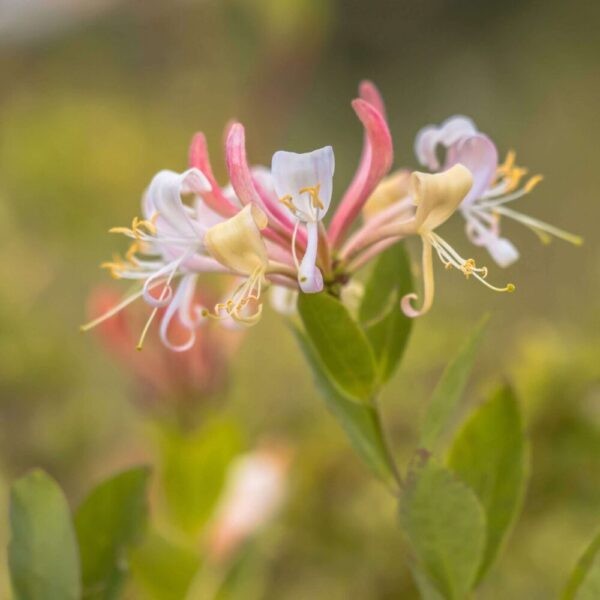 Honeysuckle part of the bach flowers essence list