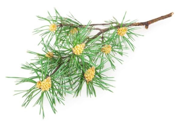 Pine bach flowers