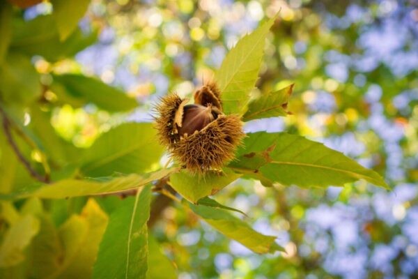 Sweet Chestnut part of bach flower list