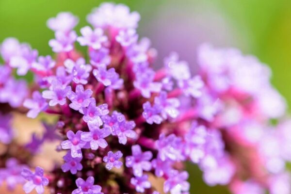 Vervain flower part of bach flower essences list