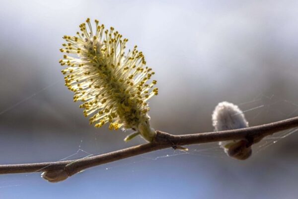 flowers of the willow tree part of bach flower essence list