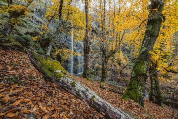 photo of the woods and back and leaves and tree on ground
