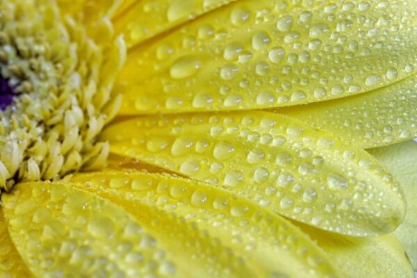 showing enlarged part of a yellow flower