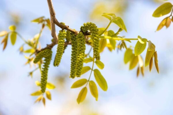 walnut flowering plant part of bach flower essence list